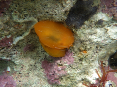 串本磯採集2017年4月中旬27　ホウズキフシエラガイ（Berthellina citrina）