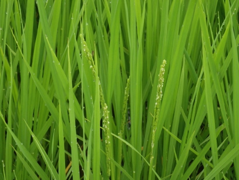 稲穂