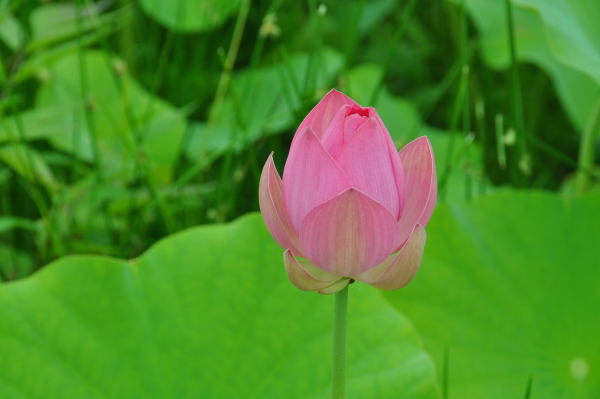 蓮の花