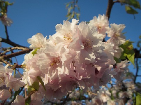 桜八重２.jpg