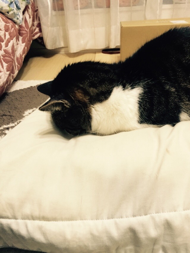 S__3145802.jpg