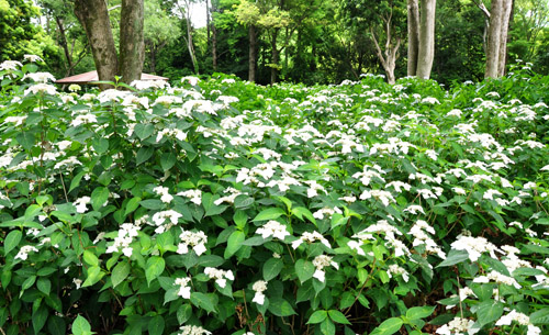 紫陽花４