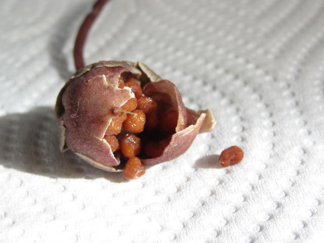 シクラメンに種子