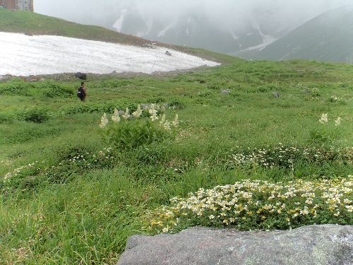 室堂から立山（雄山）の登山道で出会った高山植物 | やっぱり山と花が好き - 楽天ブログ