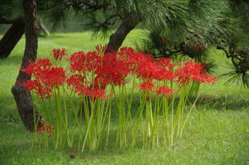 旧芝離宮恩賜庭園にて