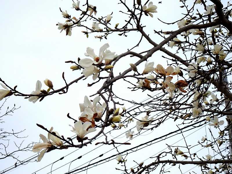 3月21日 今日の一花 コブシ 辛夷 Gazengamaのブログ 散歩中に出合った花と趣味の陶芸作品 楽天ブログ