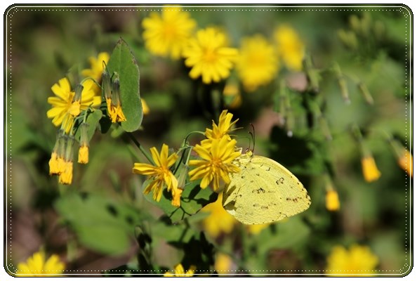ハナニガナにキチョウ 15.10.14