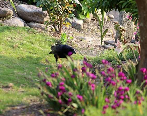 我が家のニャンコ♪2014/05/30-2