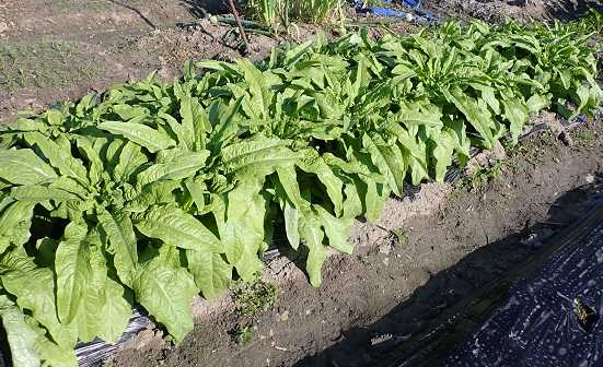 茎レタス出荷しました。 | 農園K56 柿栽培と家庭菜園やってます