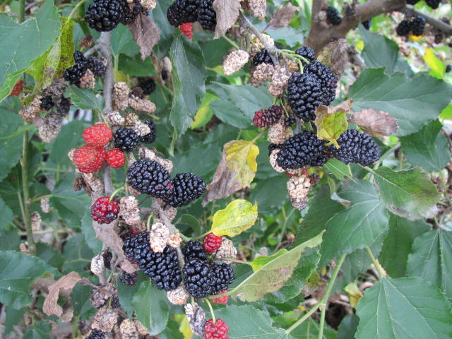 ロブラール散布後の桑