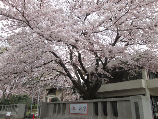 サクラ_1003.jpg