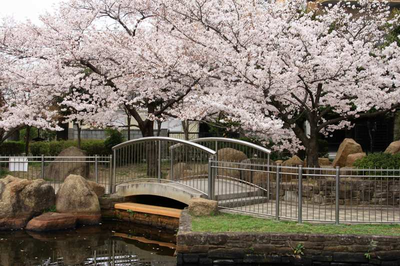 近隣公園の桜_2.jpg