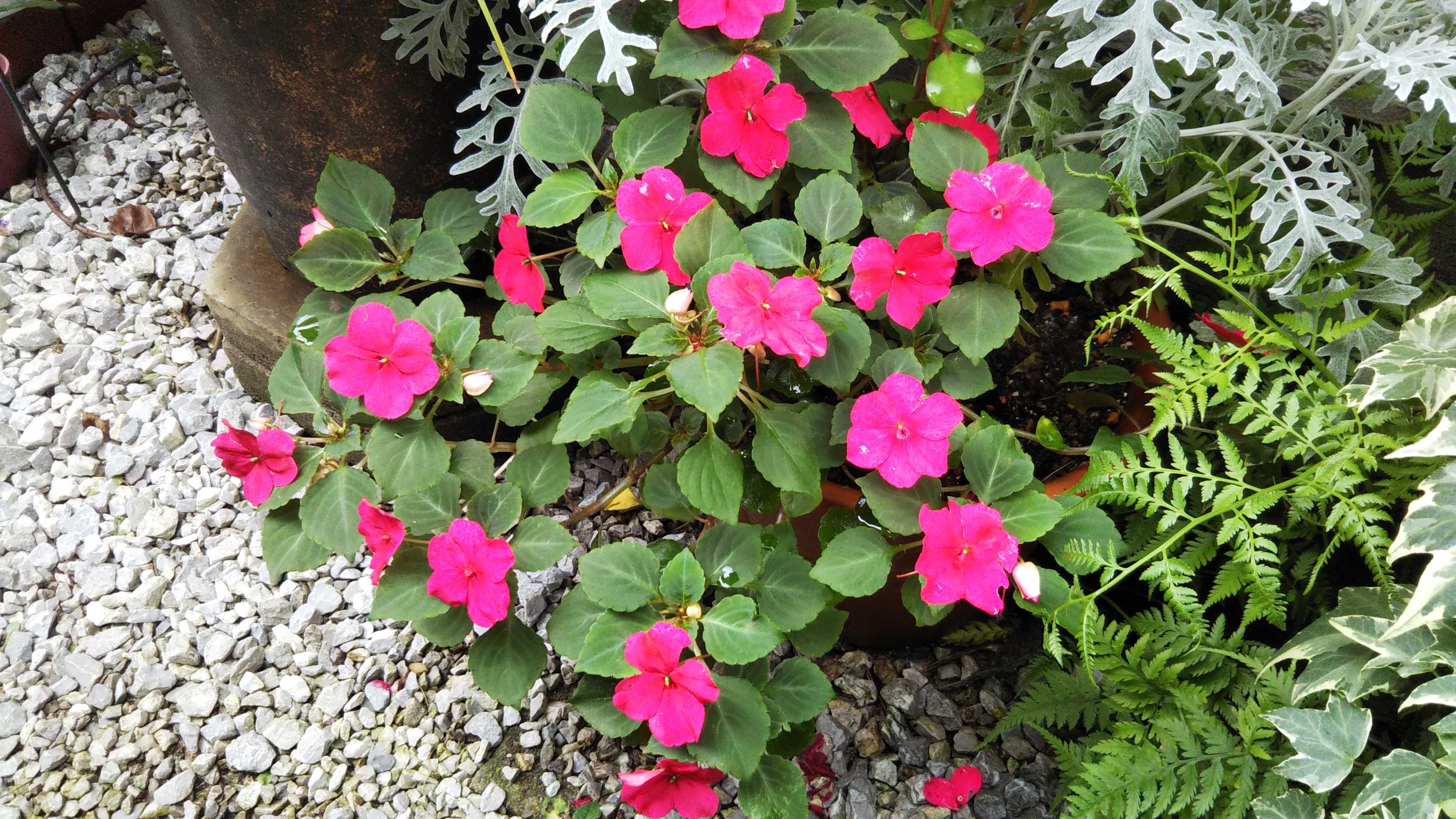 12ページ目の ガーデニング シェードガーデンと猫 楽天ブログ