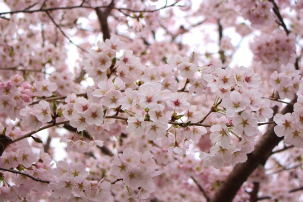 桜２.jpg