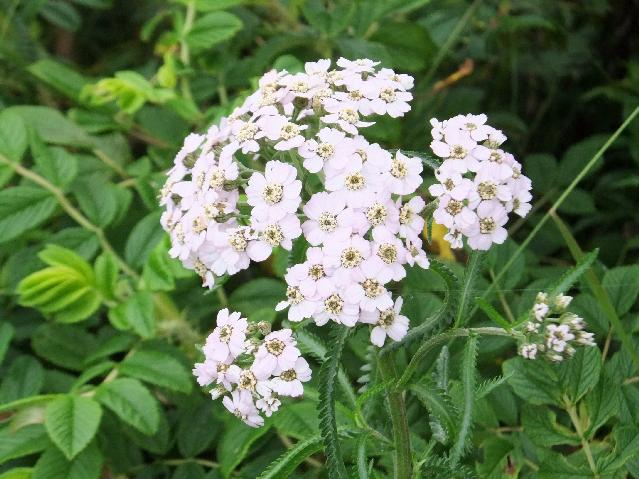 DSCF1496.jpg