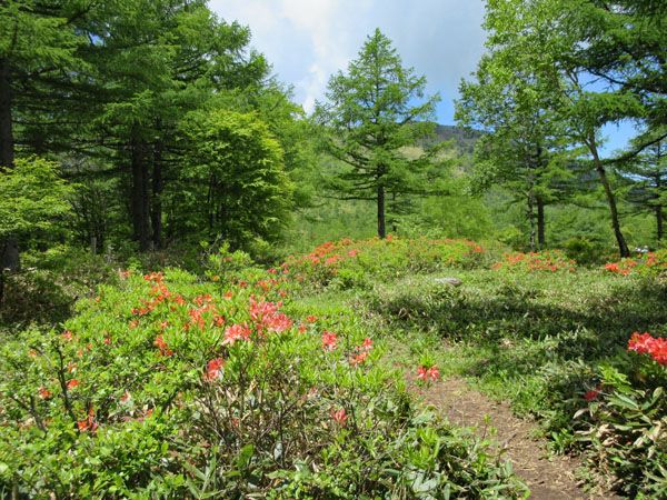 日本一のレンゲツツジ咲く 湯の丸高原へ 花を訪ねる山旅 楽天ブログ