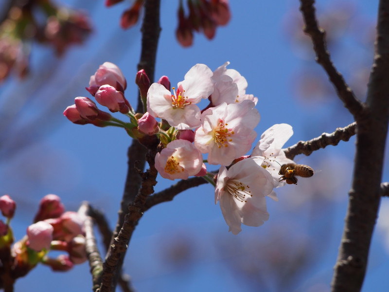 桜の花　イメージ