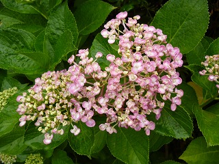 P1200426ss.jpg