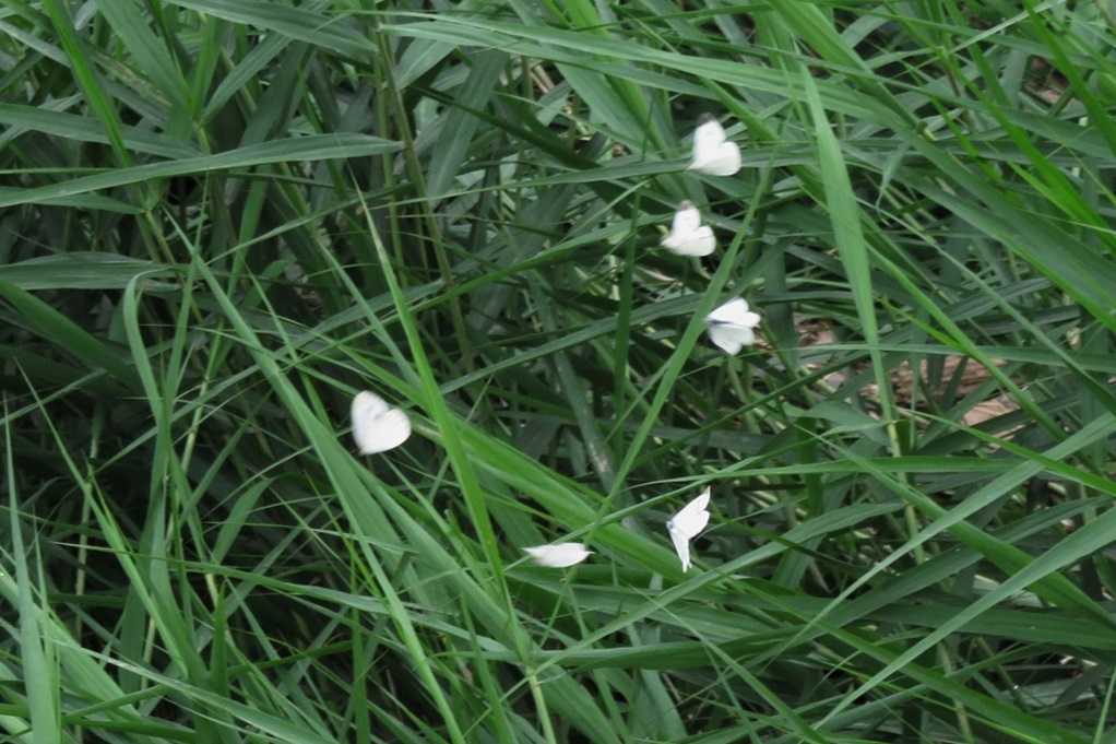 515