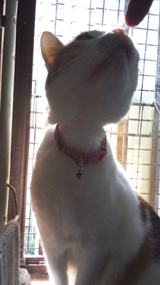 141020-nyamilystore-nabi2