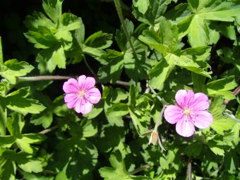 8.31  げんのしょうこ.jpg