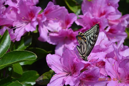 DSC_0115.jpg