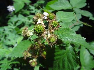 DSC01472.jpg