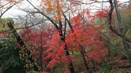 野崎観音20181222