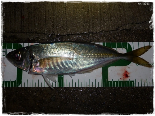 アジ 　26.5