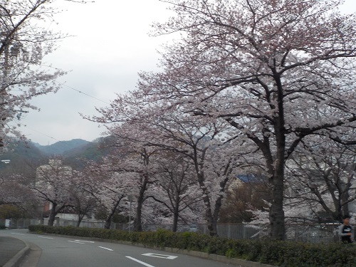 宇治川桜並木