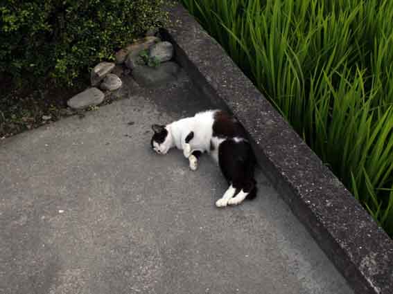 我が家のニャンコ♪2013/7/18-3