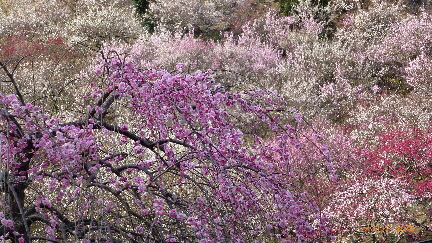 湯河原梅園