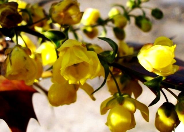 柊南天の黄色い花 花と蕎麦とリハビリと 楽天ブログ