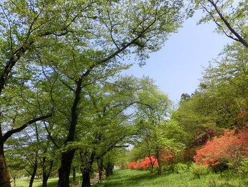赤城千本桜のツツジ