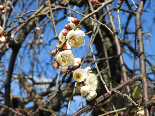 池上梅園にて