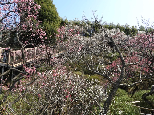 池上梅園