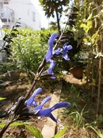 2015052310青しそ.jpg