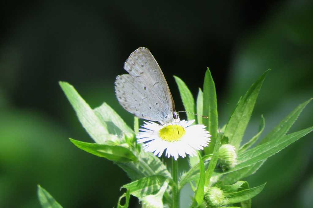 515