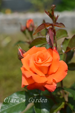 DSC_0023.JPG