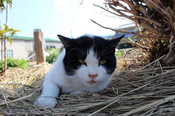 我が家のニャンコ♪2014/02/24-3