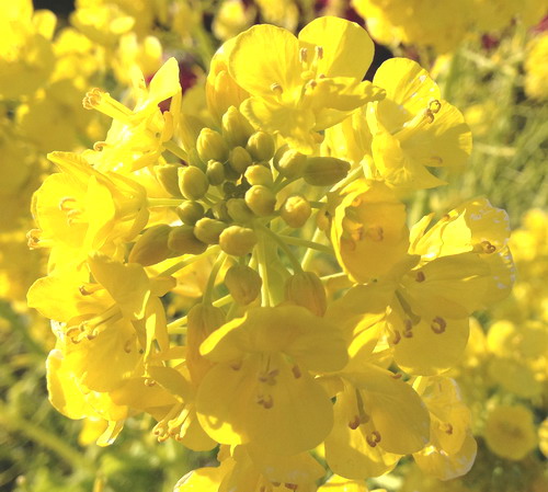 菜の花