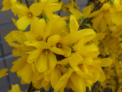 20160415_104434 (400x301).jpg