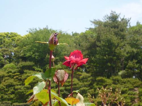 P1100710(1).JPG