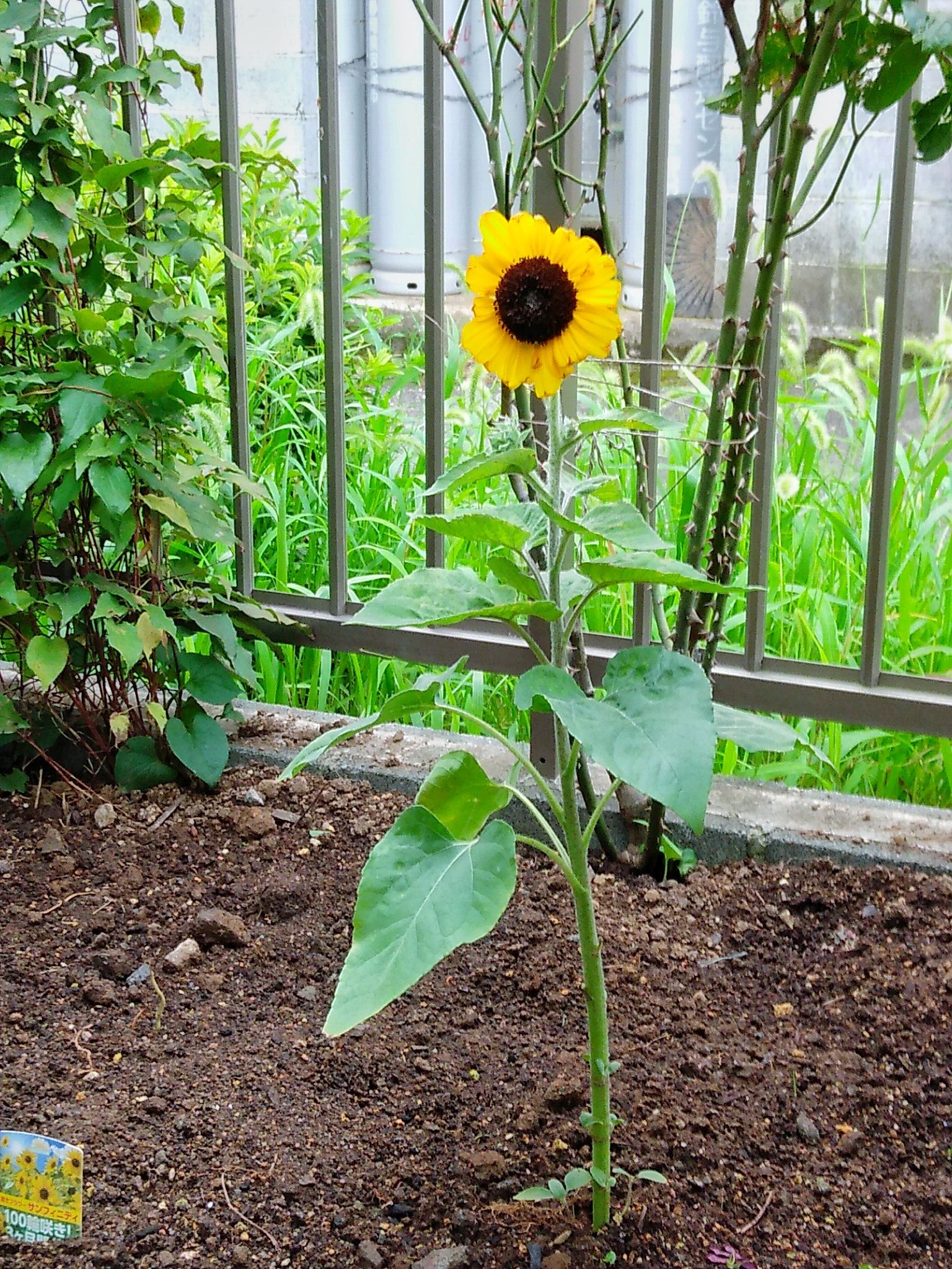 ひまわりを植えました ドラえもんおやじのひとりごと 楽天ブログ