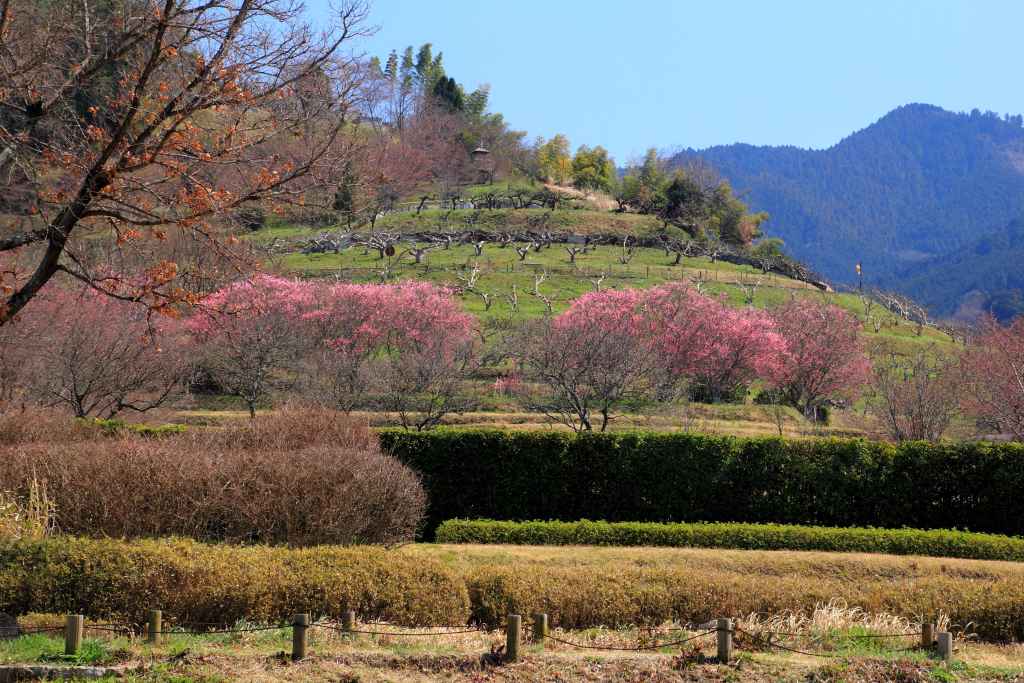 明日香村_003.jpg
