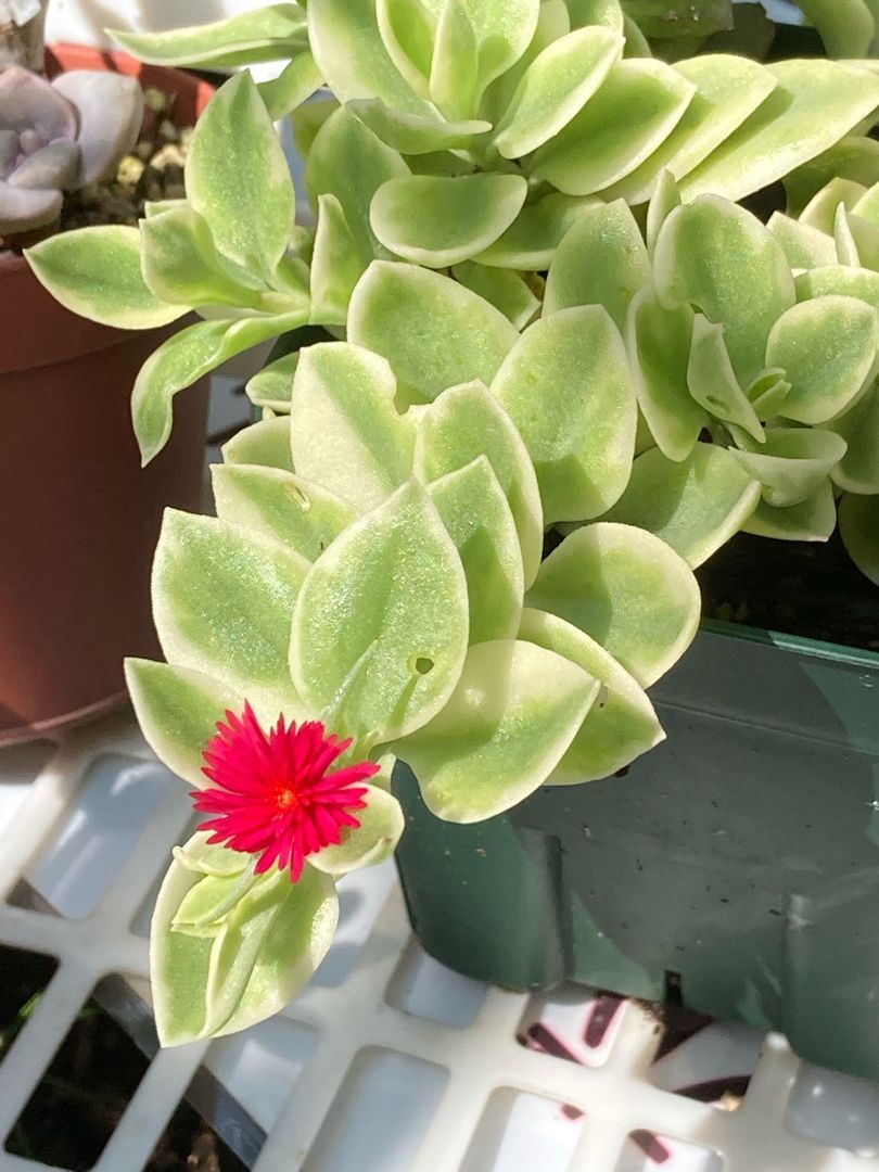 ベビーサンローズの花が咲いたよ りんすいのブログ 楽天ブログ