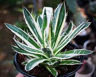 姫笹の雪　良タイプ　サボテン　多肉植物 アガベ'笹の雪'の基本情報・育て方｜多肉植物・サボテン図鑑｜みんなの