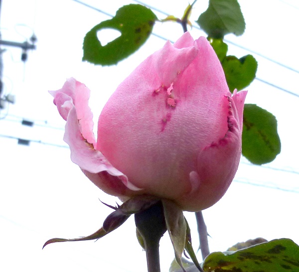 P1070345-001.JPG