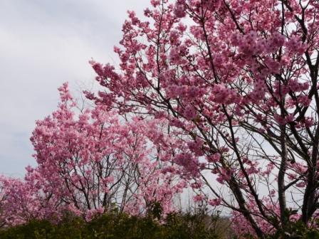 P1060667（桜１）.jpg