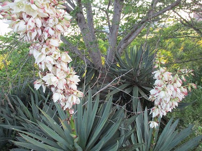 IMG_2506ss.jpg